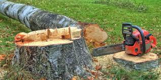 Electra, TX Tree Services Company