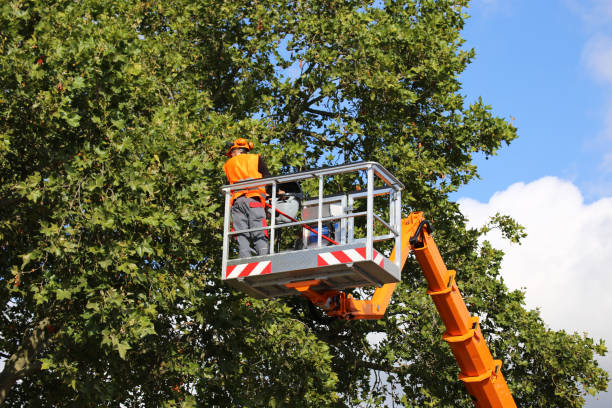 Best Aeration Services  in Electra, TX