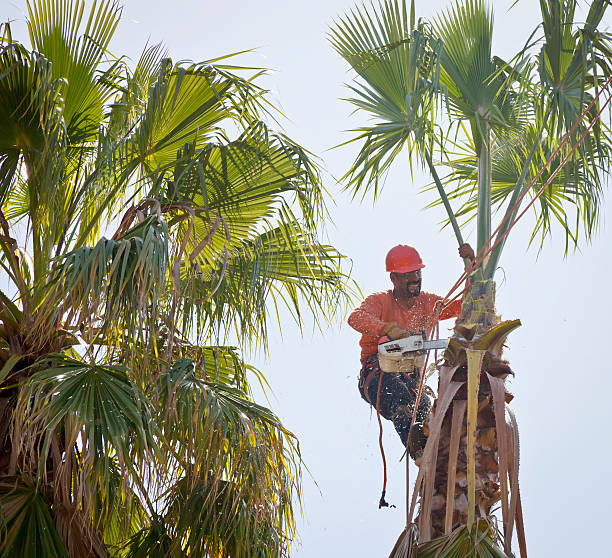 How Our Tree Care Process Works  in  Electra, TX