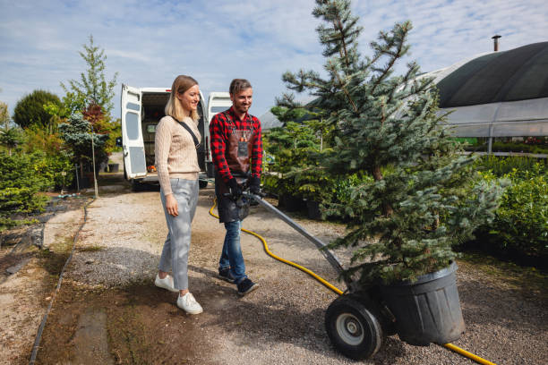 Organic Lawn Care Solutions in Electra, TX